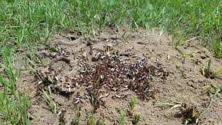 Nuptial Flight of Fire Ants [upl. by Murvyn]