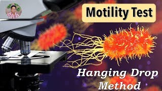 Bacterial Identification Tests Motility Test Hanging drop method [upl. by Marvella]