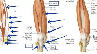 Sartorius muscle [upl. by Delores]