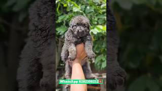 German Shepherd puppies for sale  gsd puppies available  gsd puppies sale kerala  home delivery [upl. by Ntisuj]