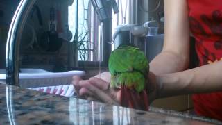 Yo Yo  Green Cheek Conure Having a Bath [upl. by Novyaj]