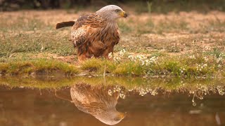 Red Kite in Spain [upl. by Oynotna]