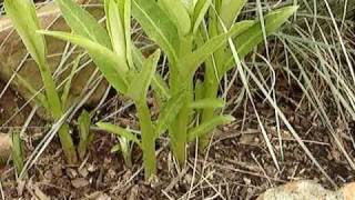 Wild Edible Plant Milkweed [upl. by Atinev]