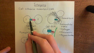 Integrins Part 1 [upl. by Vickey]