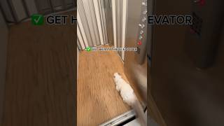 I HAVE AN ELEVATOR INSIDE MY HOUSE showing my cat a tour 🫣🐱 [upl. by Sairtemed]