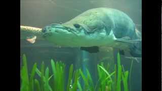 Arapaima at the Tennessee Aquarium [upl. by Gnohc]