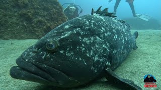 Faial Azores  Portugal  Ilhéu Negro  14072024  Norberto Diver [upl. by Sylvia]