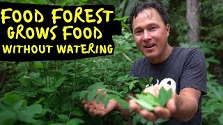 Permaculture Food Forest in Florida Grows Fruits amp Perennial Vegetables without Watering [upl. by Ilajna]