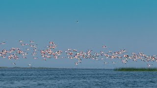 CHILIKA Wildlife Sanctuary [upl. by Aerdnahs]