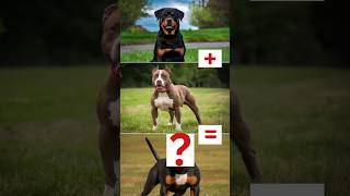 Newest dog breeds Pitbull  Rottweiler Pitweiler 😜😍 dogs like pitbull rottweiler ytshorts [upl. by Tiphani]