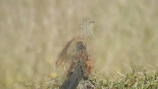 Centropus superciliosus  Cucal cejiblanco  White browed Coucal [upl. by Sanjay]