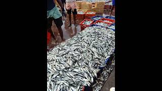 Kerala fish Harbour 👌🏻 [upl. by Letreece]