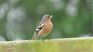 Common Chaffinch calling [upl. by Andras]