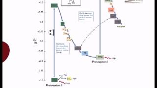 Electron flow in oxygenic photosynthesis [upl. by Trista451]