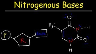 Nucleosides vs Nucleotides Purines vs Pyrimidines  Nitrogenous Bases  DNA amp RNA [upl. by Darelle255]