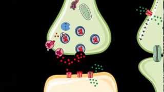 Sistemas Reguladores Farmacodinamica e neurotransmissores [upl. by Melina869]