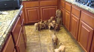 Goldendoodle Puppies Work for their food [upl. by Eryn715]