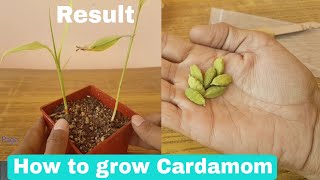 How to grow Cardamom from seeds How to grow Cardamom plant from seeds [upl. by Suter]