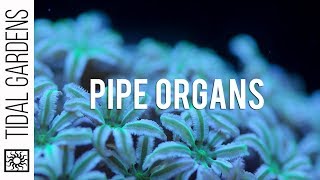 Pipe Organ Coral Tubipora musica Care Tips [upl. by Audly4]