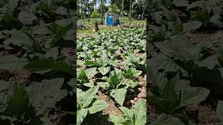 Tobacco Farming in Laguindingan [upl. by Valera]