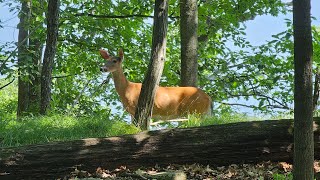 Haverstraw River Trail Loop [upl. by Arualana]