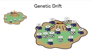 Genetic drift explained [upl. by Ayiram]