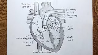 How to draw human heart diagram easily Human heart diagram drawing [upl. by Akehsal]