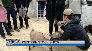 National Western Stock Show in full swing [upl. by Sina47]