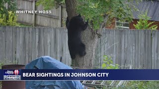 TWRA captures black bear in Johnson City neighborhood [upl. by Wilen]