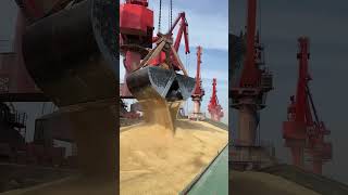 Grain loading process at barge terminal [upl. by Enehpets]