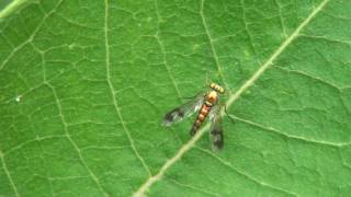 Longlegged Fly Dolichopodidae Condylostylus on Leaf [upl. by Nakashima]