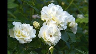 Roses Blanches De Corfou  Chantal Soulus [upl. by Lotson943]