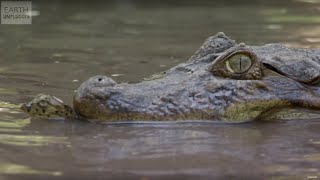 Baby Dwarf Crocodile Hatches  BBC Earth Explore [upl. by Arabel]