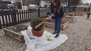 Garden Maintenance Day Pruning Hydrangeas Lavender amp Boxwood 🌿✂️💚 [upl. by Gaillard]