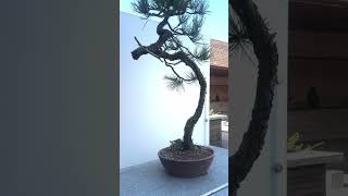 Ponderosa Pine Bonsai on a September afternoon at the chicagobotanicgarden [upl. by Bartolomeo]