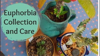 Euphorbia Collection and Care Tips [upl. by Airdnahc]