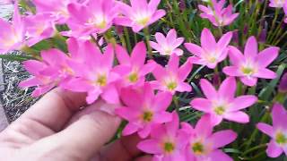 How to grow Rain Lily  Zephyranthes in a pot or in the ground FL  25 [upl. by Aniram]