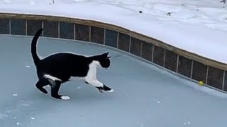 Bandit on Ice cat on frozen pool during Texas freeze 2021 [upl. by Angelo355]