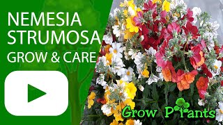 Nemesia strumosa  grow amp care Beautiful bouquet to grow [upl. by Nylodam]