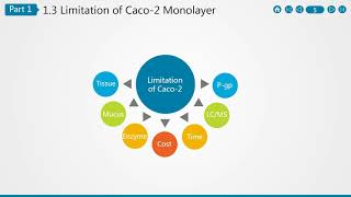 Caco 2 Cell Permeability Assay [upl. by Idnim]