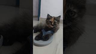 I wear my mummys sleepers 🫡😽🙈youtube chill youtubeshorts cat catlover [upl. by Namyac]