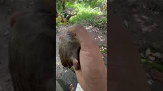 Kaatattu thazhe veenathanu malayalam song birdslover home love naturelovers  music [upl. by Ilhsa147]