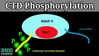 CTD Phosphorylation  C Terminal Domain  Carboxyl Terminal Domain Phosphorylation [upl. by Strenta]