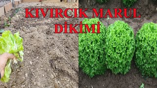 KIVIRCIK MARUL DİKİMİ HAKKINDA HERŞEY [upl. by Genevra871]