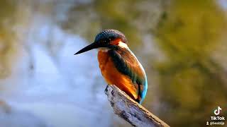 kingfisher ijsvogel [upl. by Memory569]