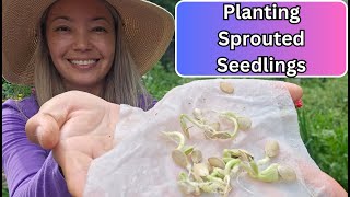 Planting SEEDLINGS sprouted in a paper towel 🌱 [upl. by Libre472]