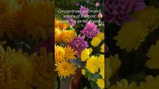 Chrysanthemums in bloom  Beautiful Flowers 🌸 farah360°💞 [upl. by Enigroeg200]