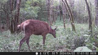 22 juin 2024 En forêt cerfs en repousse  Grésigne Tarn [upl. by Aleek]