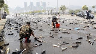 LLUVIA DE PECES LAS MÁS INCREÍBLES LLUVIAS DEL PLANETA [upl. by Luke730]