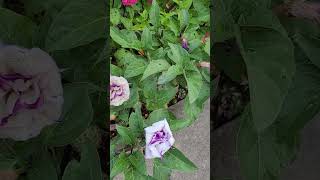 Late Summer Blooms in NE Zone 67 Double Purple Datura Zinnias Cardinal Cypress Morning Glory [upl. by Lira463]